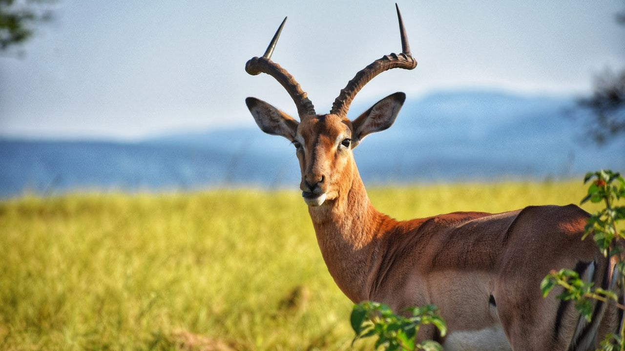 Antelope wildlife photography