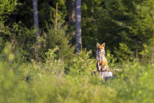 Photographing Spring Wildlife: Capturing Nature 